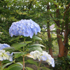 丹精込めた紫陽花が＾＾-①