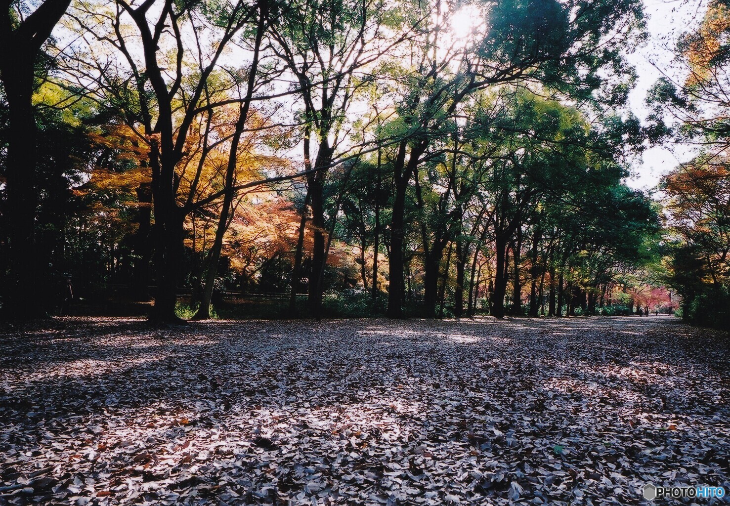 糺の森 ⑨