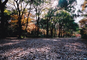 糺の森 ⑨