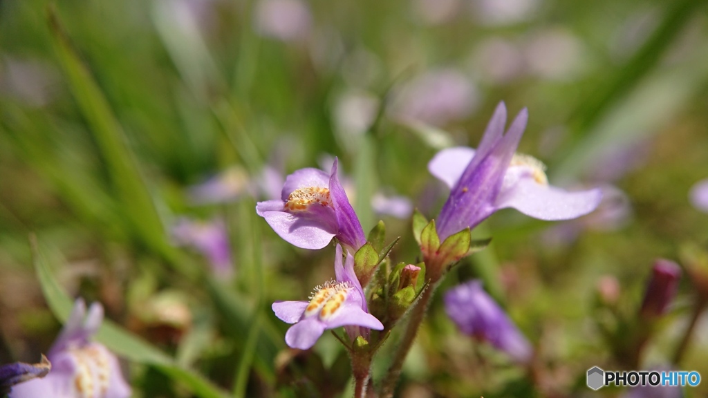 ムラサキサギゴケをスマホで接写　➀