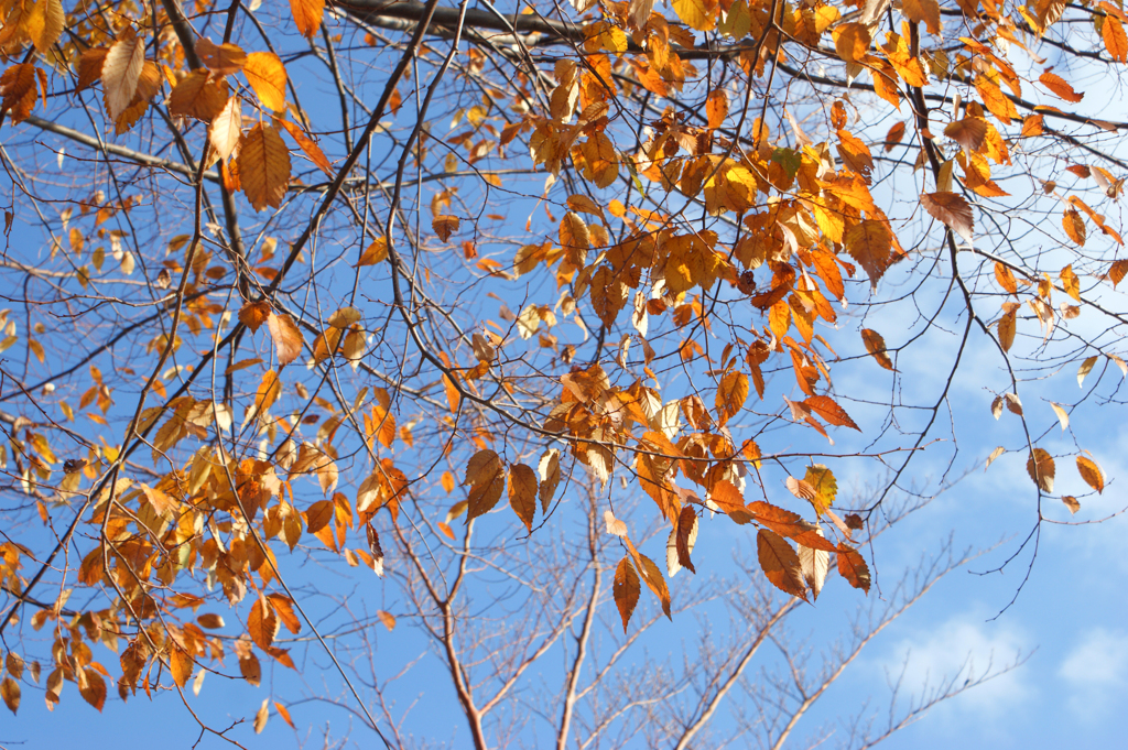 市井の紅葉-⑧