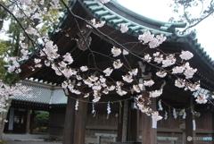 三嶋大社へ雨中の参拝　②