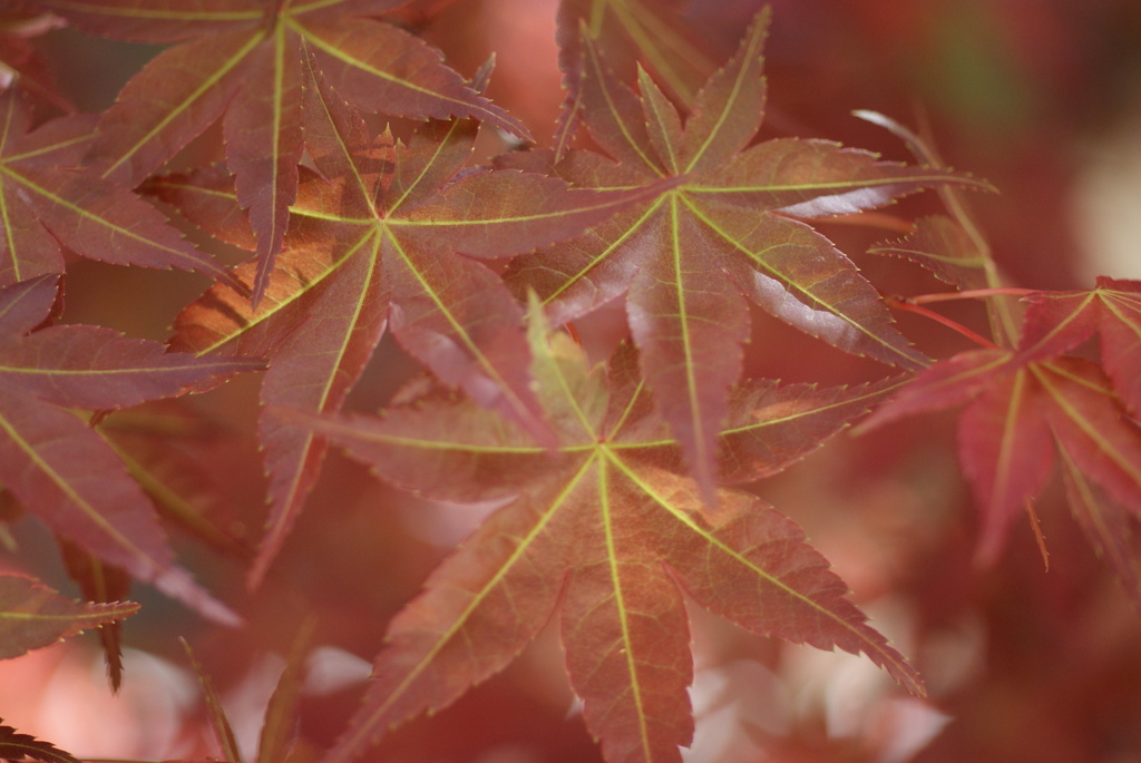 お庭でPHOTO・2012-⑤