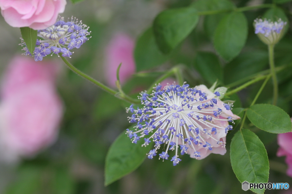 君の名はと　たずねし人あり  その花の　名も知らず‐②