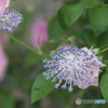 君の名はと　たずねし人あり  その花の　名も知らず‐②