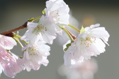 稀少なマクロレンズでを十月桜を撮る-➃