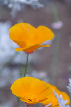 今日のお散歩の友は 200515-➀