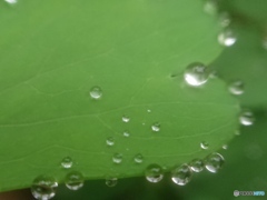 外出自粛要請中の雨上がり ④