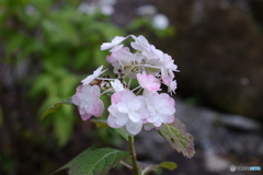 天神原植物園にて⑦