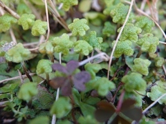 マクロレンズも顔負け②