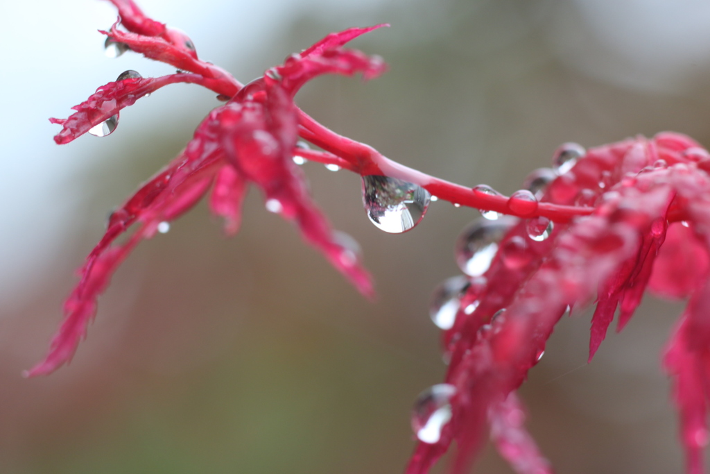 雨雫　④