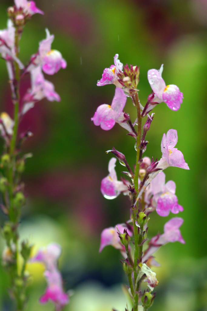 今日のお散歩の友は 200519-④
