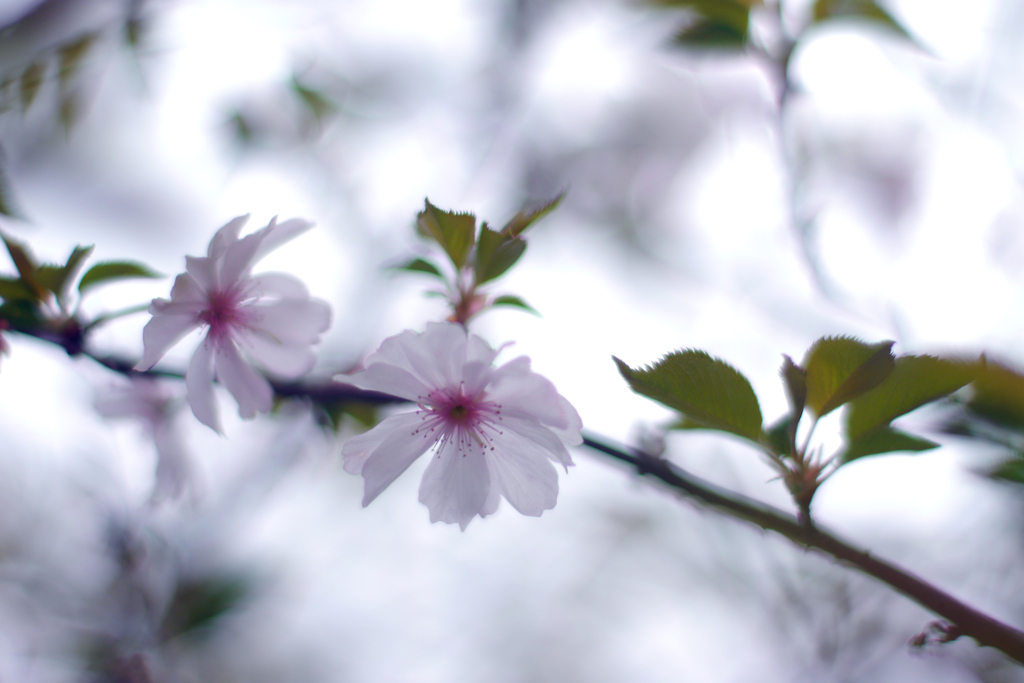 春が来たー！シリーズ：十月桜
