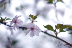 春が来たー！シリーズ：十月桜
