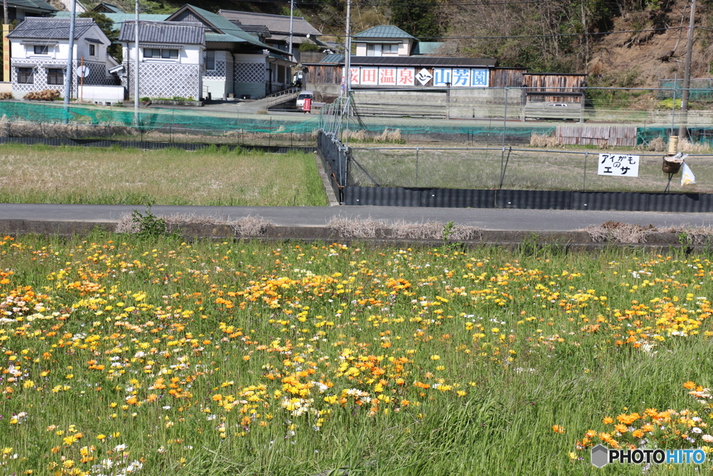 伊豆・松崎町・田んぼをつかった花畑  ⑬