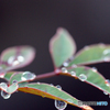 南天に雨滴映えて‐①