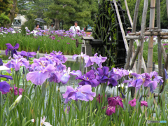 静岡市城北浄化センターの花菖蒲 2010（家内の感性で）-③