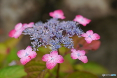 天神原植物園にて⑧