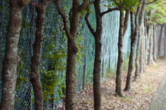 今日のお散歩の友は 200616-⑩