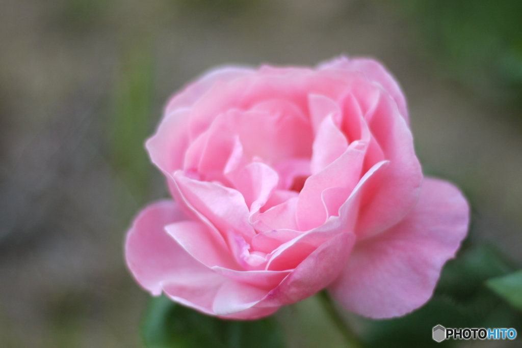 2013年5月の花の公園-③
