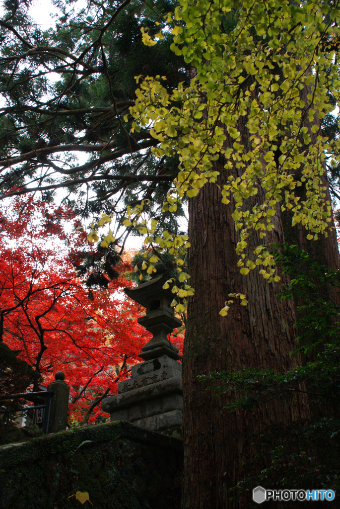 大雄山最乗寺2011-①