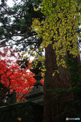 大雄山最乗寺2011-①