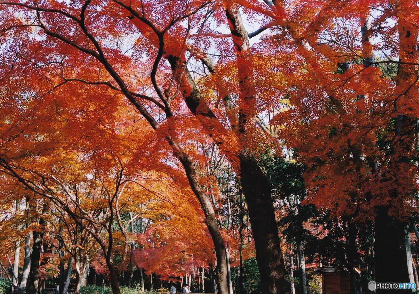 糺の森 ⑥