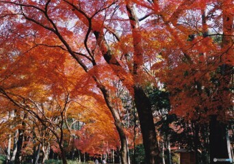 糺の森 ⑥