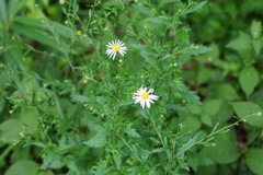 Voightländer Septon 50mmで田貫湖を撮る（近接編）-①