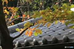 秋色・軒の紅葉と実-⑤
