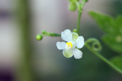 フウセンカズラの花