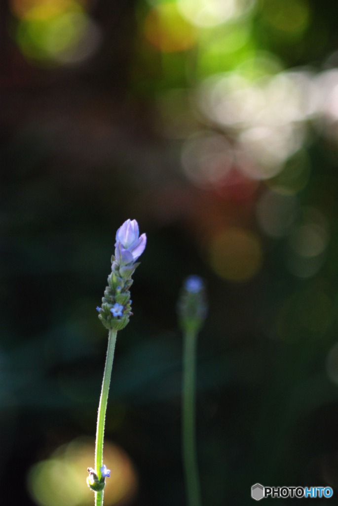 Lavandula dentata （男の香り）