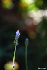 Lavandula dentata （男の香り）