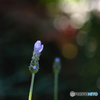 Lavandula dentata （男の香り）