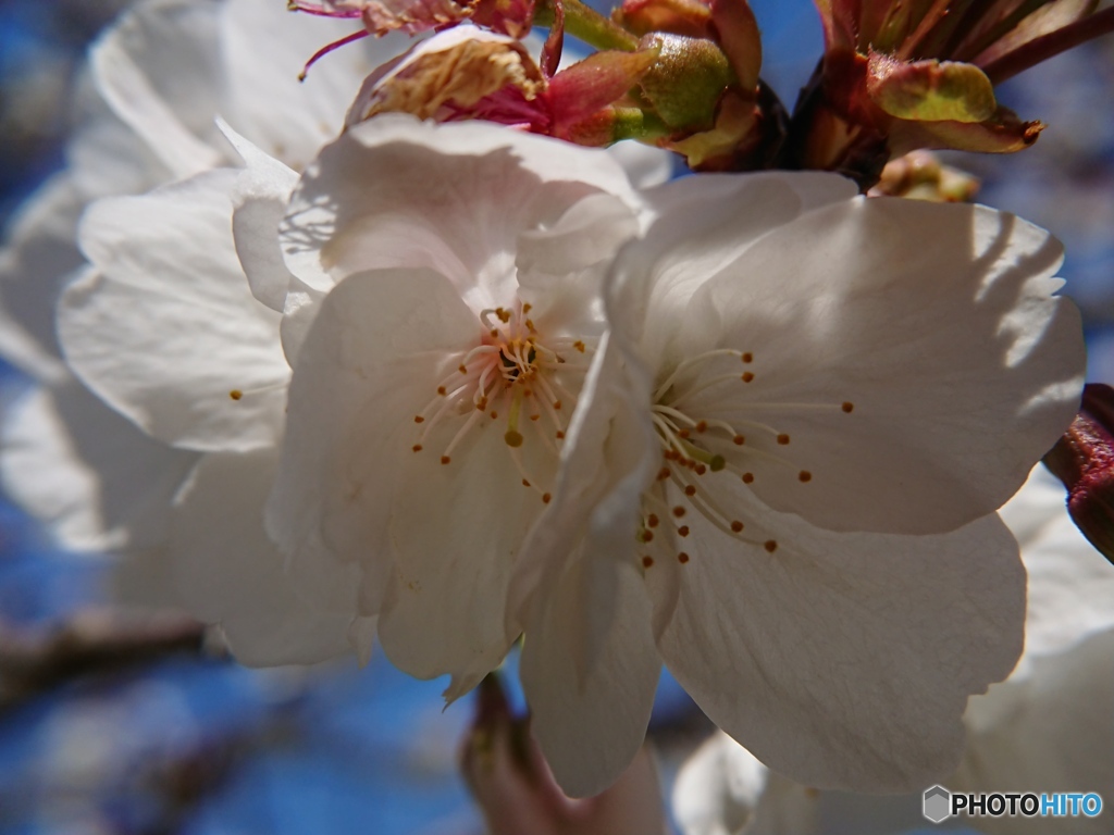 スマホで桜花を接写 ④