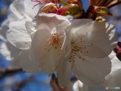 スマホで桜花を接写 ④