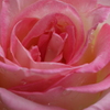 Princesse de Monaco-➁
