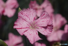 河津町カーネーション見本園にて⑤