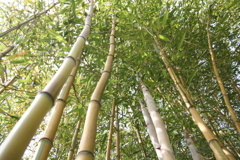 竹の里・富士竹類植物公園-⑤