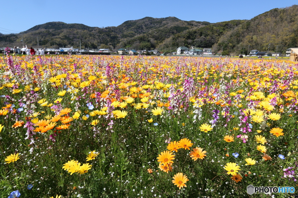 伊豆・松崎町・田んぼをつかった花畑　②