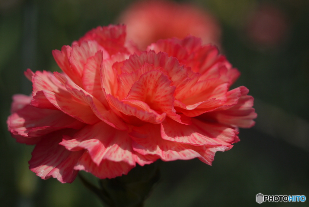 河津町カーネーション見本園にて⑧