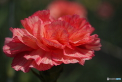 河津町カーネーション見本園にて⑧