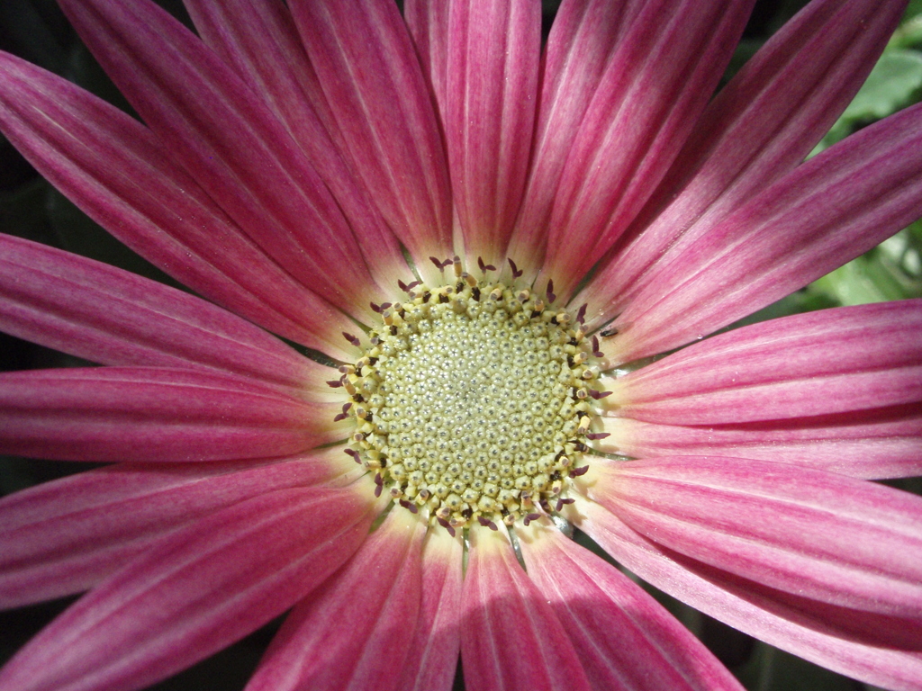 お花がいっぱい！ 200502-➀