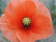 惜別のCONTAX  i4R⑧