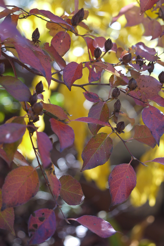 庭の紅葉・2011年-➆