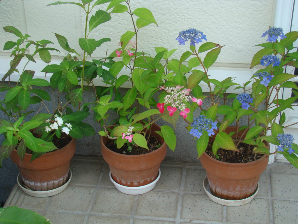 そろそろこの花の季節です　①