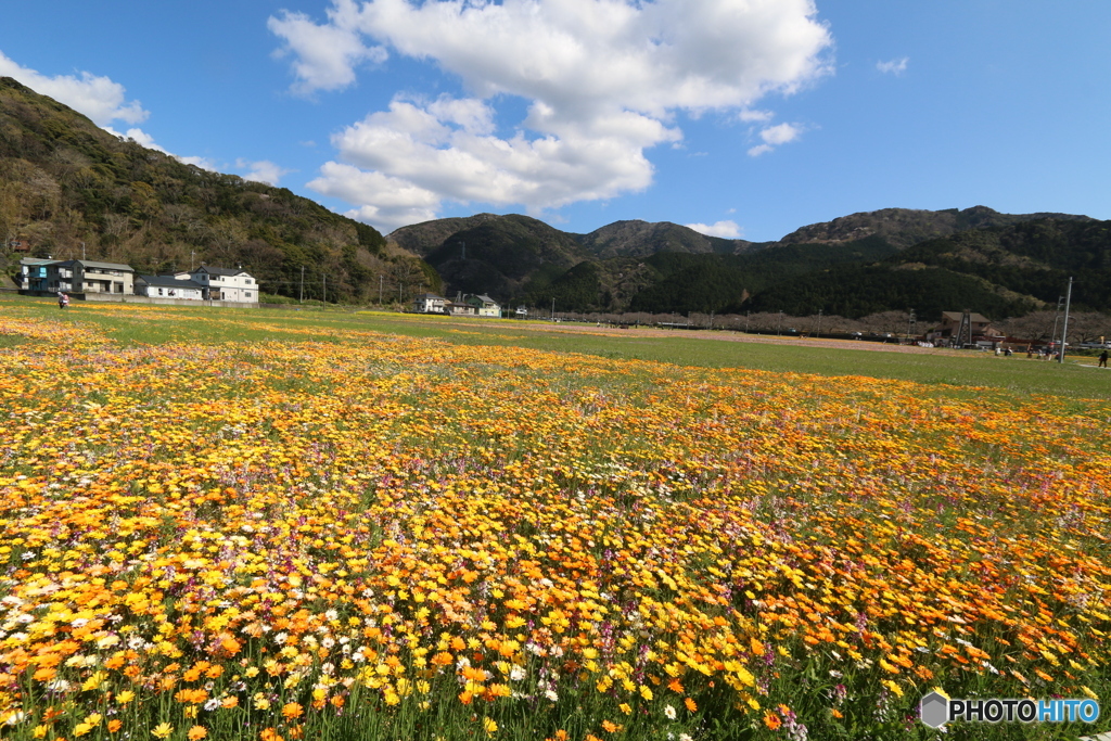 伊豆・松崎町・田んぼをつかった花畑　➀