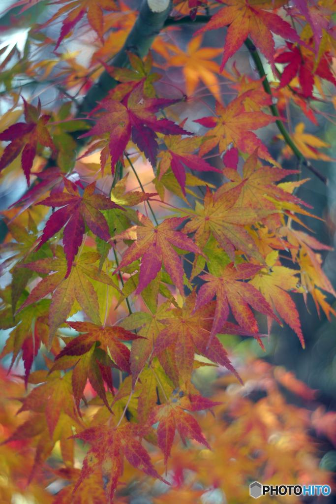 庭の紅葉 2020 part 2-➁