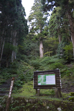 天城の太郎杉に会いに行きました-⑨