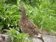 お花畑で雷鳥に出会う-③